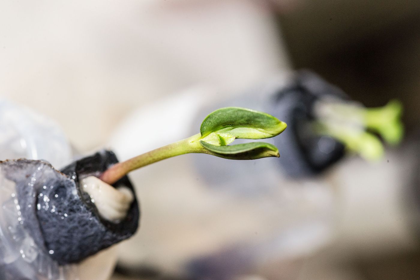 A young sunflower growing on the International Space Station.