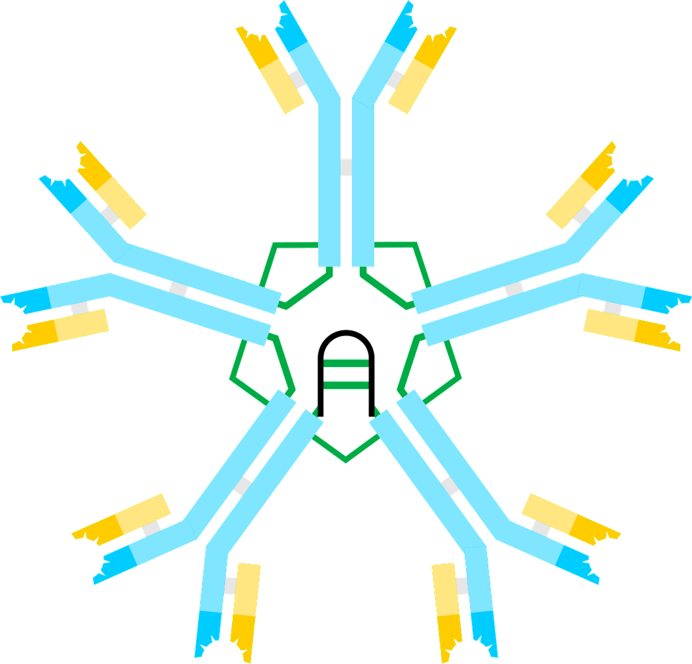 Antibody IgM