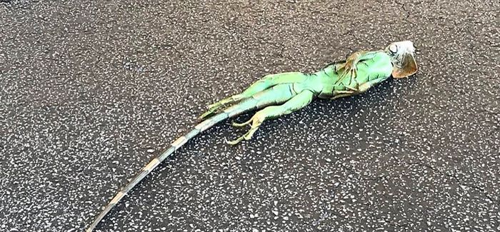 An iguana that fell out of a tree in South Florida.