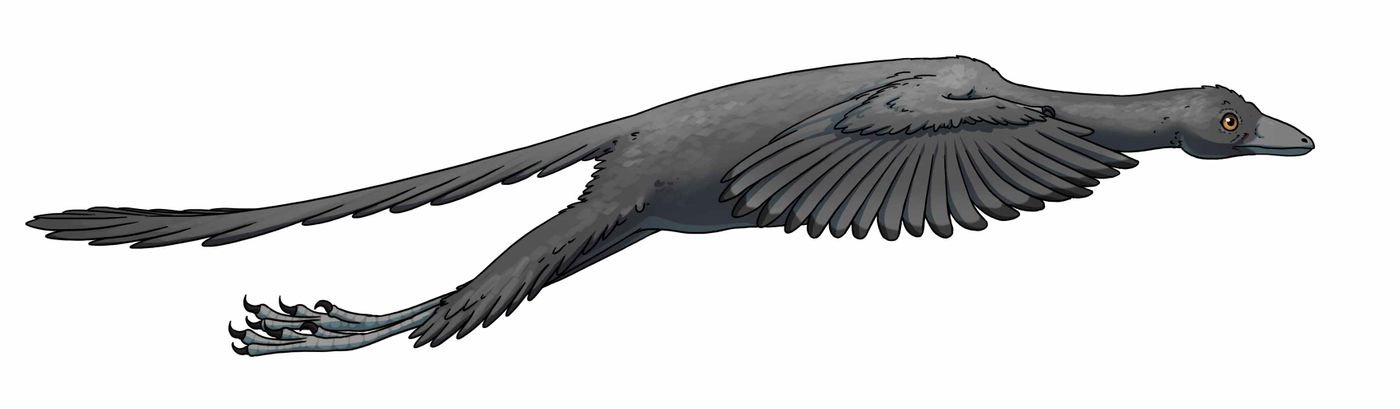 An artist's impression of Archaeopteryx, the active flight-capable dinosaur mentioned in the study.