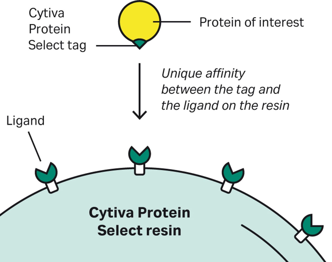 Optimizing Protein Tags for Enhanced Purification in Drug Development ...