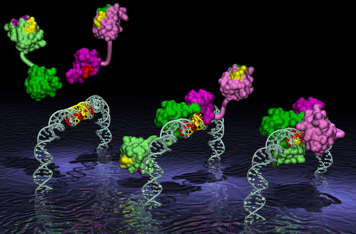 RNA-binding proteins | Credit: www.embl-hamburg.de