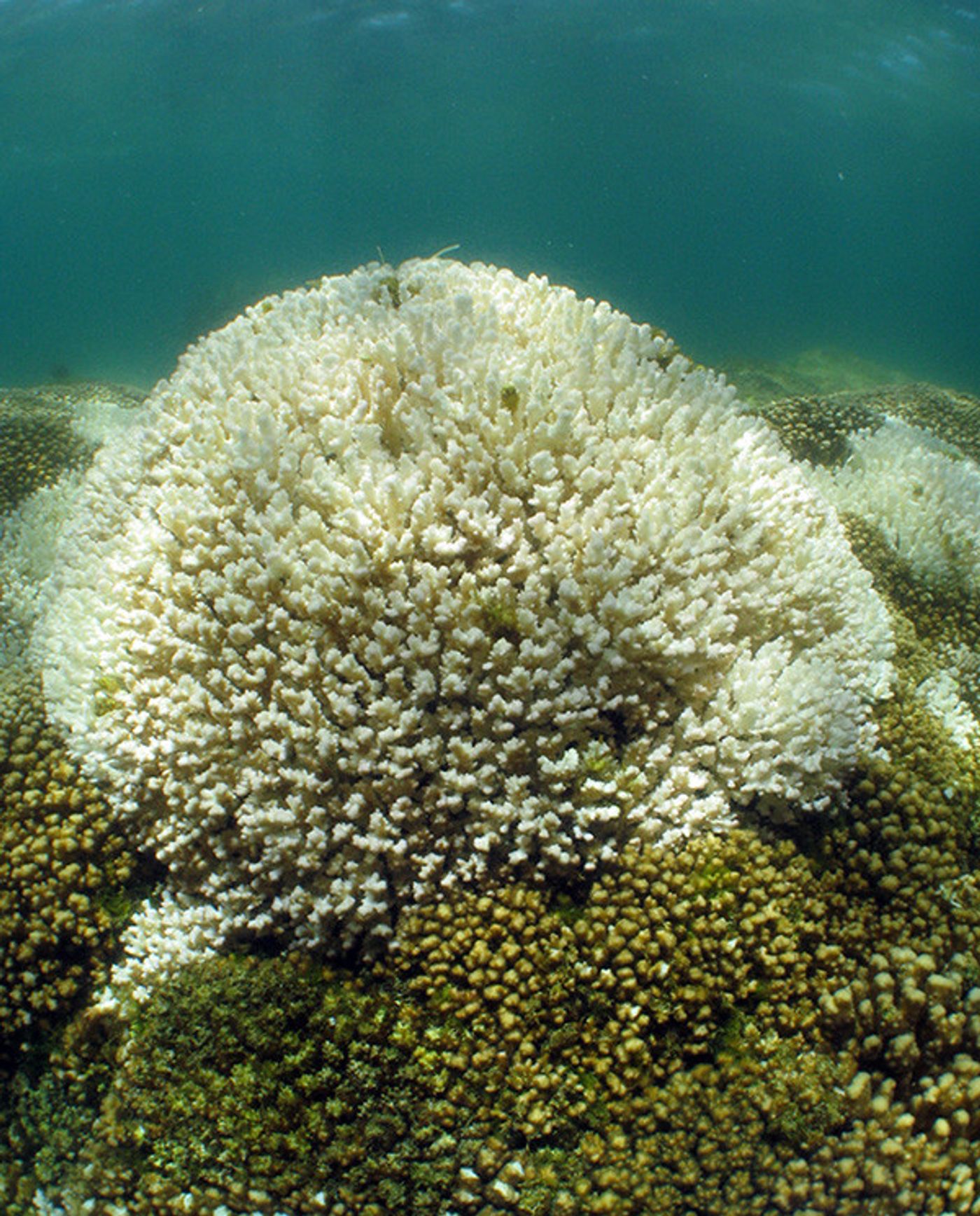 Corals that host a recently-discovered type of algae may be more resilient against warmer waters associated with climate change.