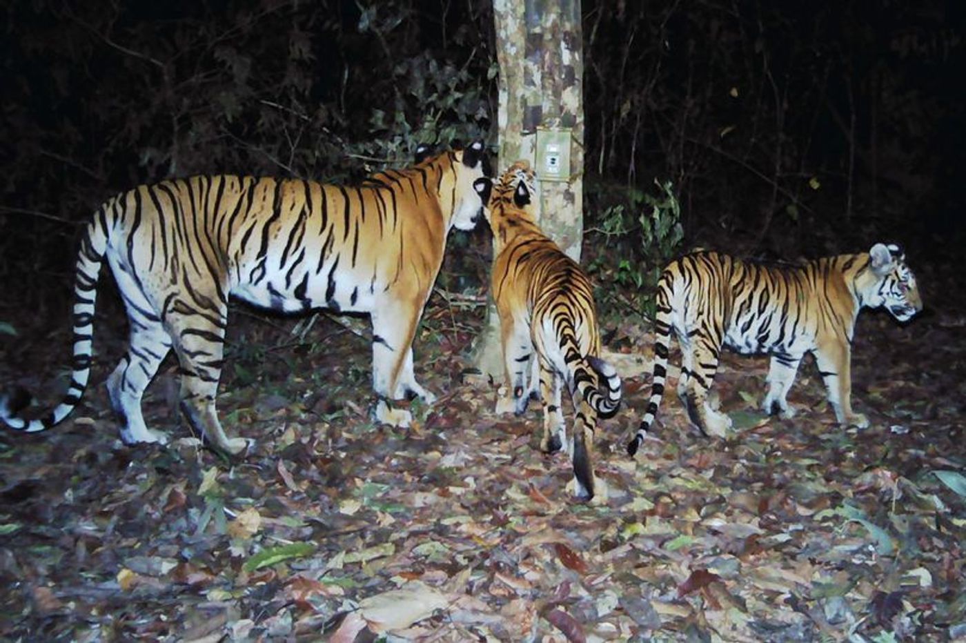 The Indochinese tiger might be breeding after years of being poached.