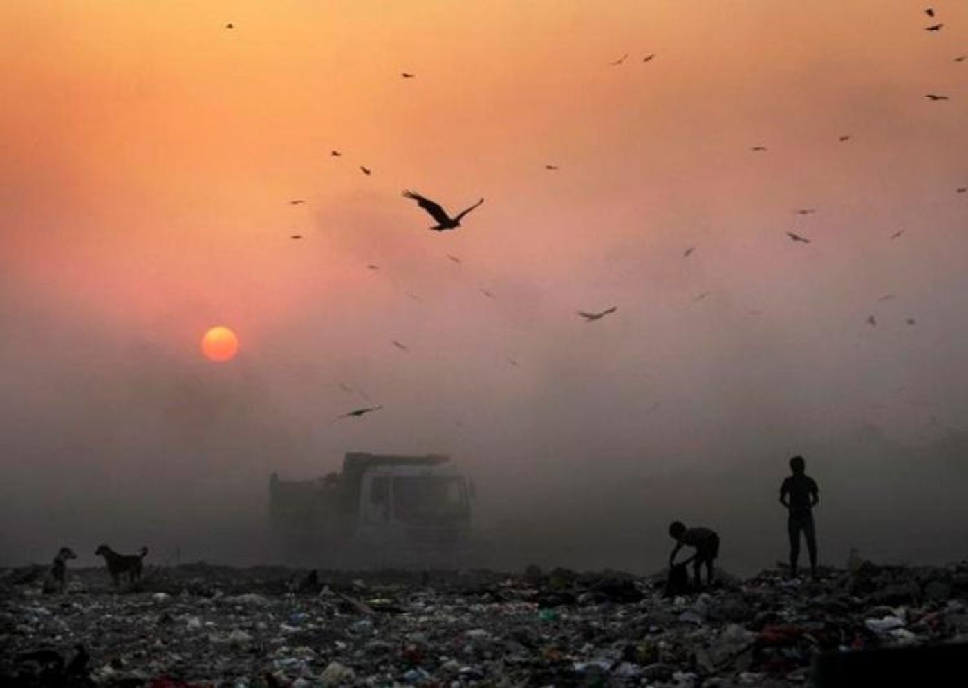 We know how horrible air pollution is for humans. But do we know what it does to birds? Photo: India TV