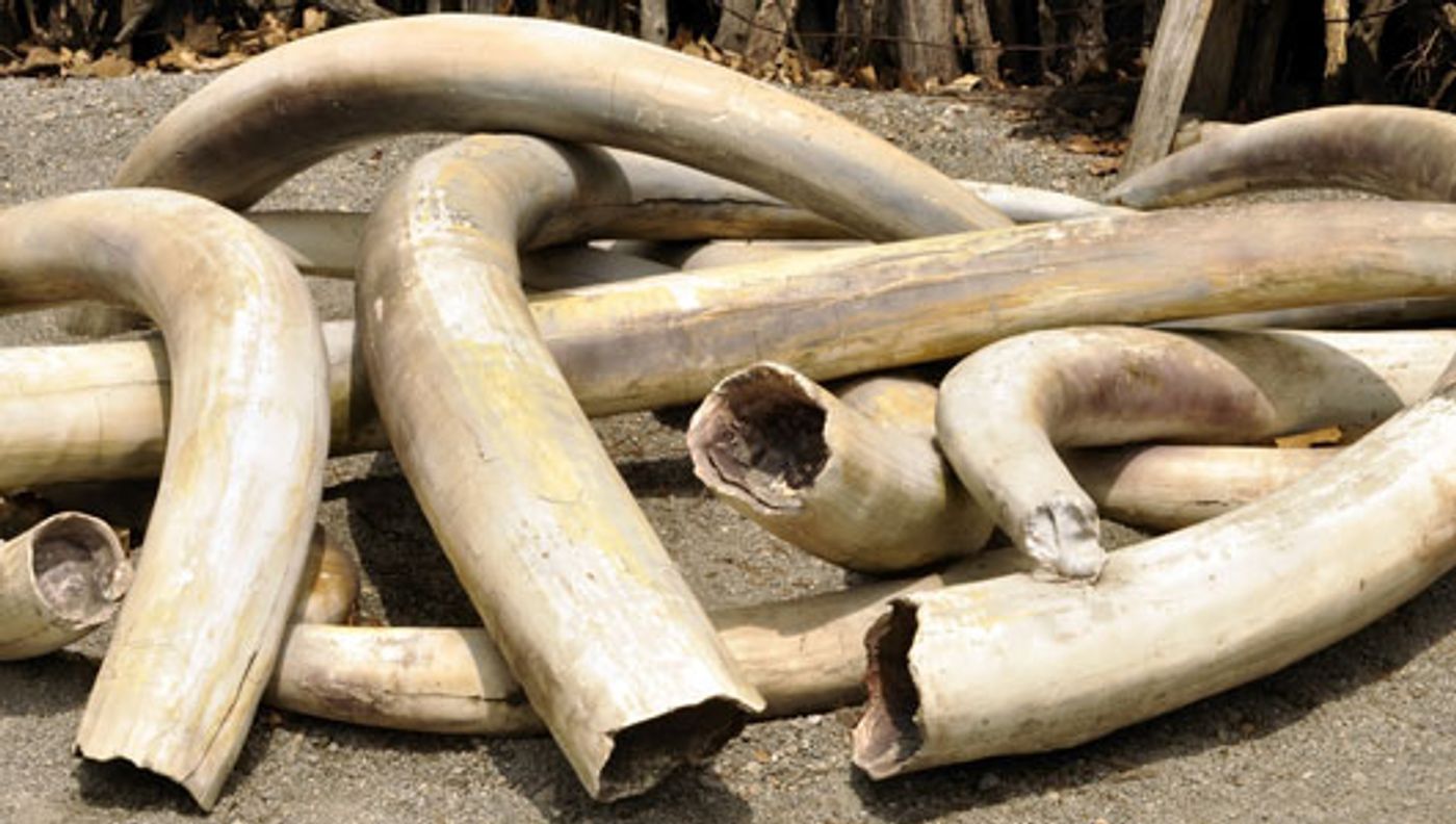 Illegal ivory trade may be worse than we thought.