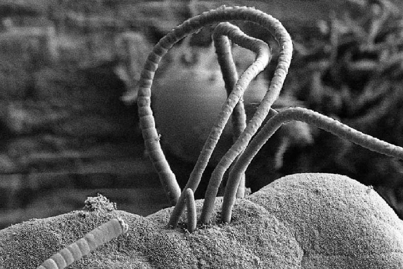 Segmented filamentous bacteria attached to an epithelial cell