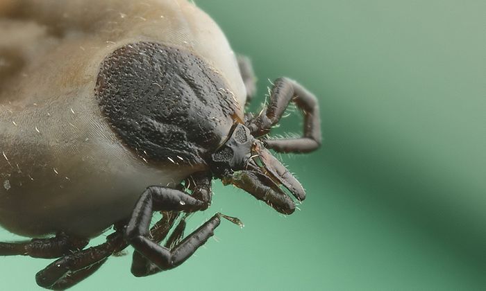 Candidatus is spread by Ixodes ricinus ticks.