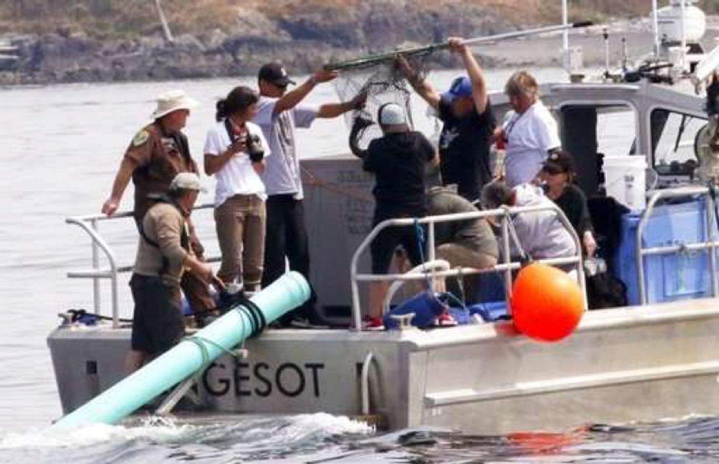 Conservationists with the NOAA attempt to feed J50 live salmon through a plastic pipe on the back of their boat.