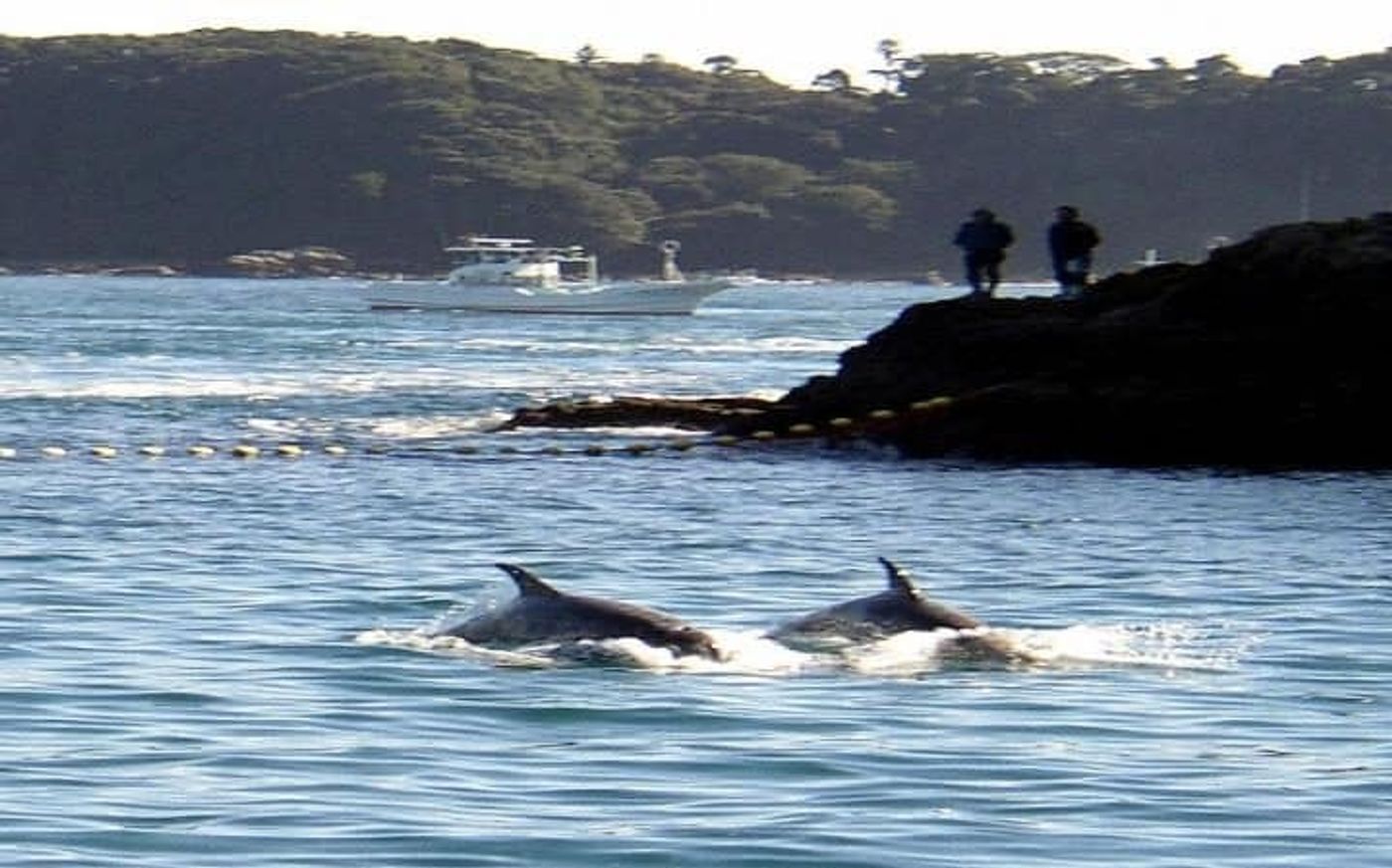 Dolphins have reportedly escaped from a controversial holding site in Japan.