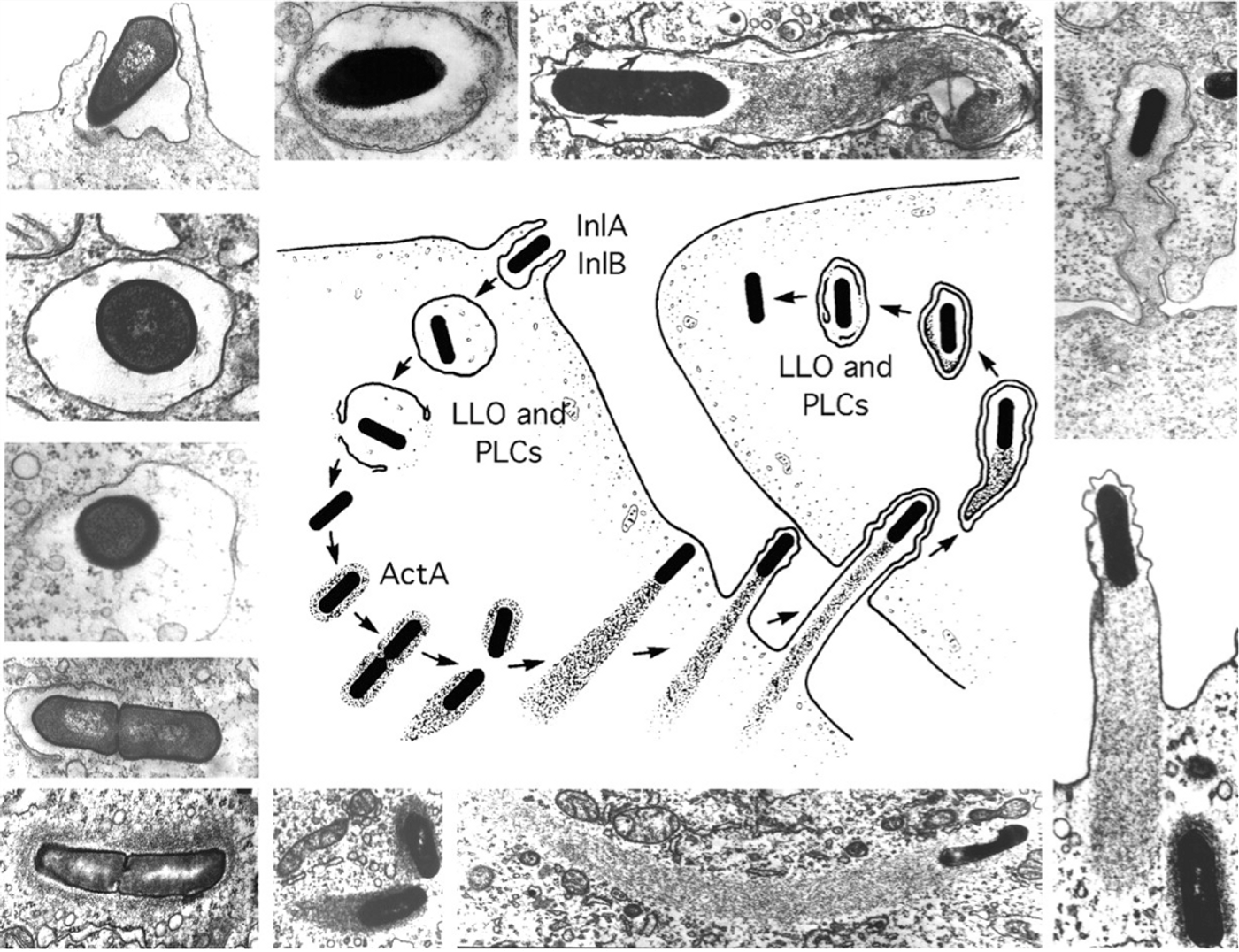 Listeria are intracellular pathogens.