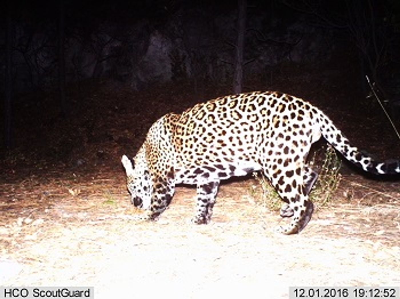 A wild jaguar was spotted in Arizona earlier this month, something you just don't see every day.