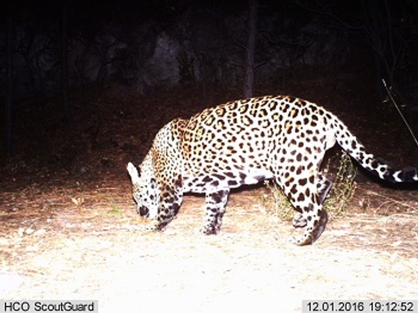 Bet You've Never Seen Snow Leopards Mating Before