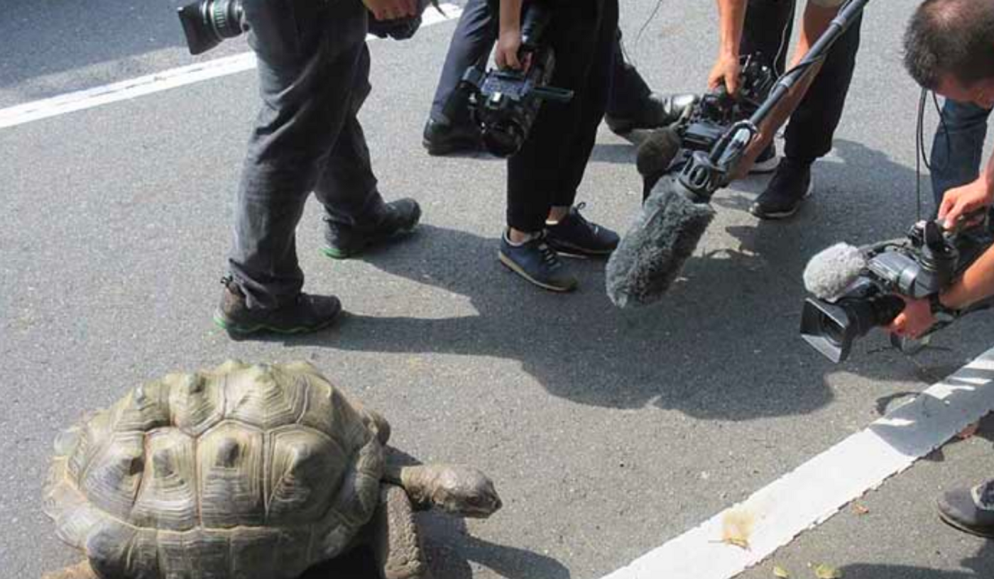 The tortoise was found and rounded back up so it could be returned to her home at the Shibukawa Zoological Park in Japan.