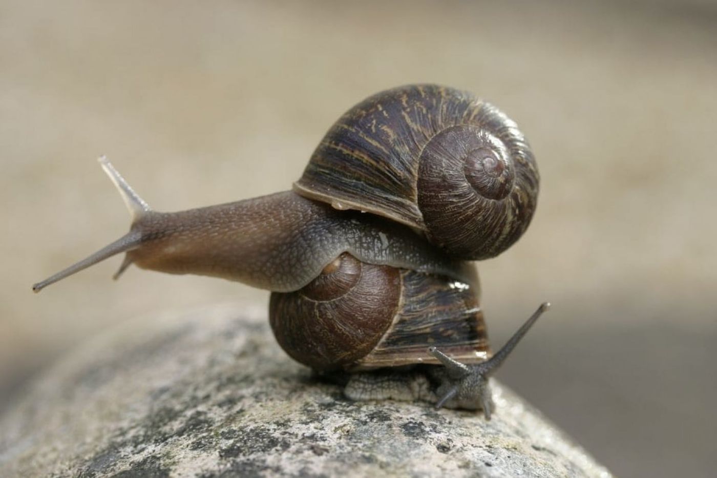 Significant Snail: A Breast by Any Other Name