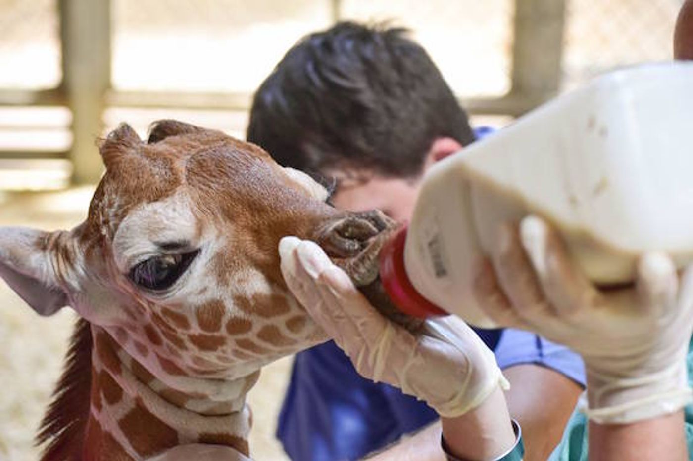 Veterinarians and park staff work to feed Julius formula from a bottle manually in the face of declining health.