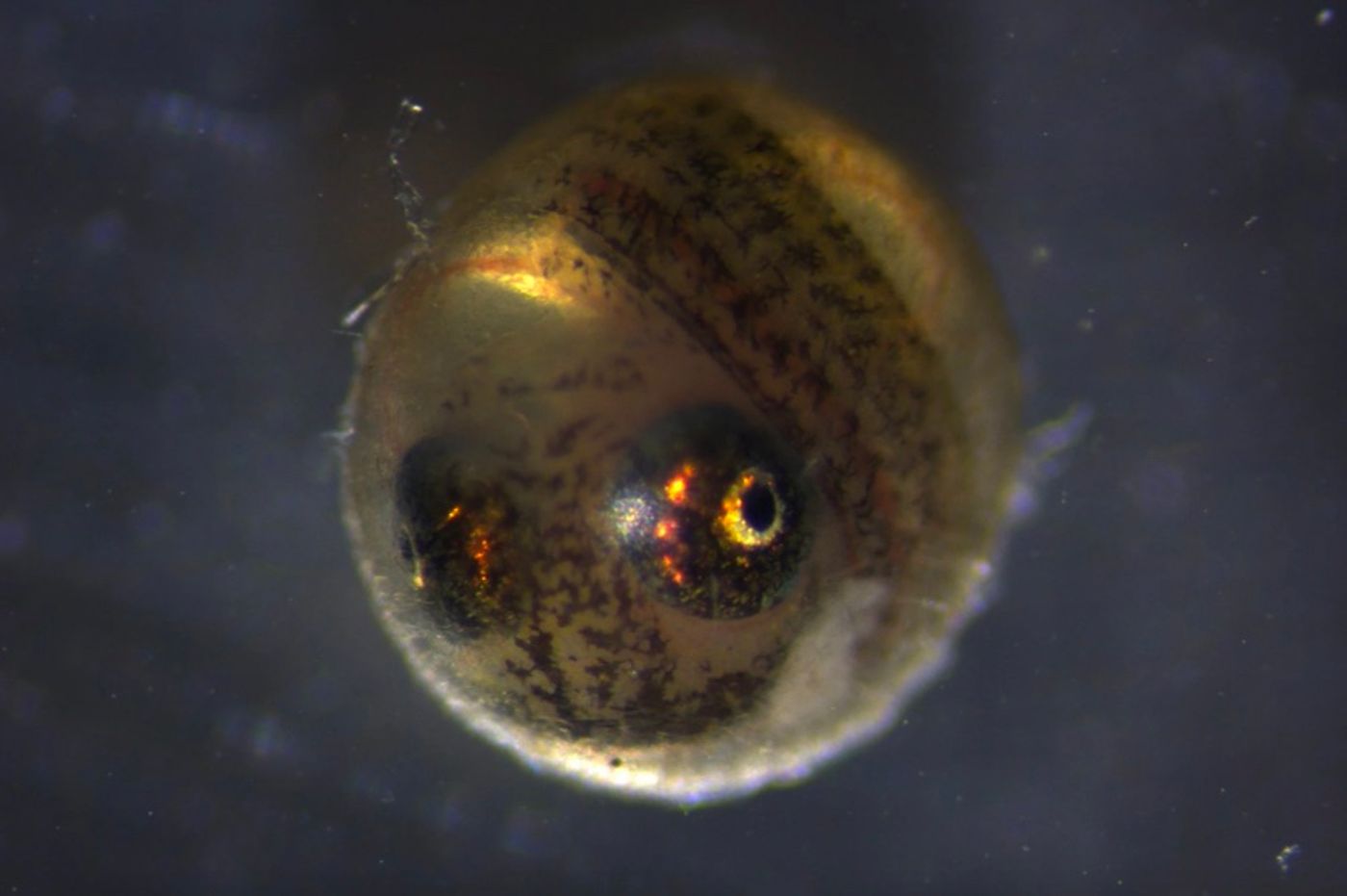 A killifish egg.