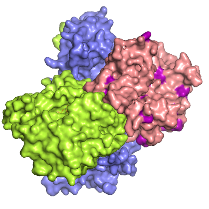 Structure of the LKB1 protein complex. Cancer causing mutations present on the LKB1 surface are in purple. Image credit: Elton Zeqiraj