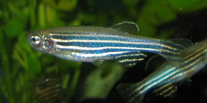 A female specimen of a zebrafish (Danio rerio) breed with fantails.