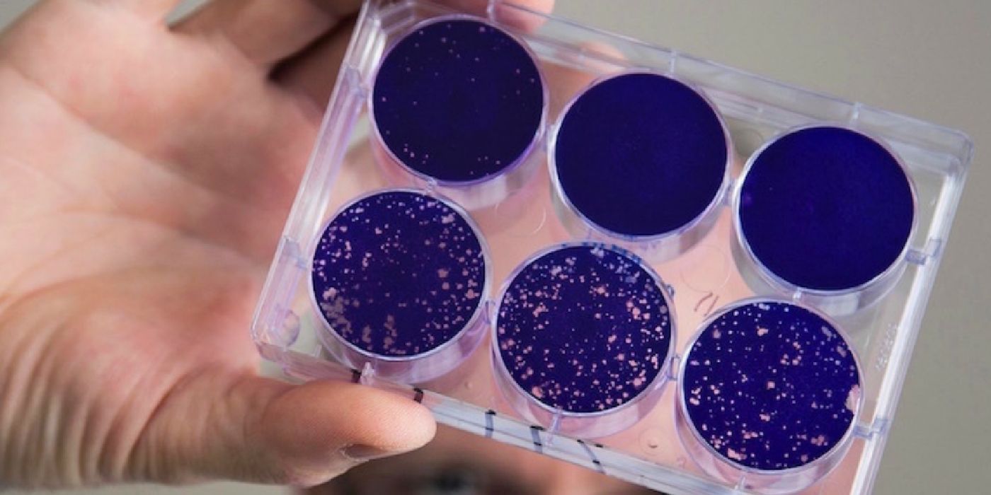 Samples of the modified poliovirus | Image: Duke University