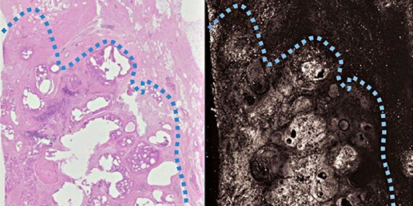 Image credit: Wong et al., 2017, Science Advances