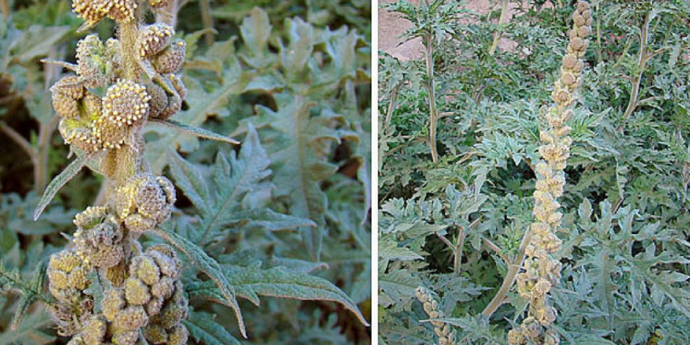 Ambrosia arborescens | Image credit: wikipedia.org