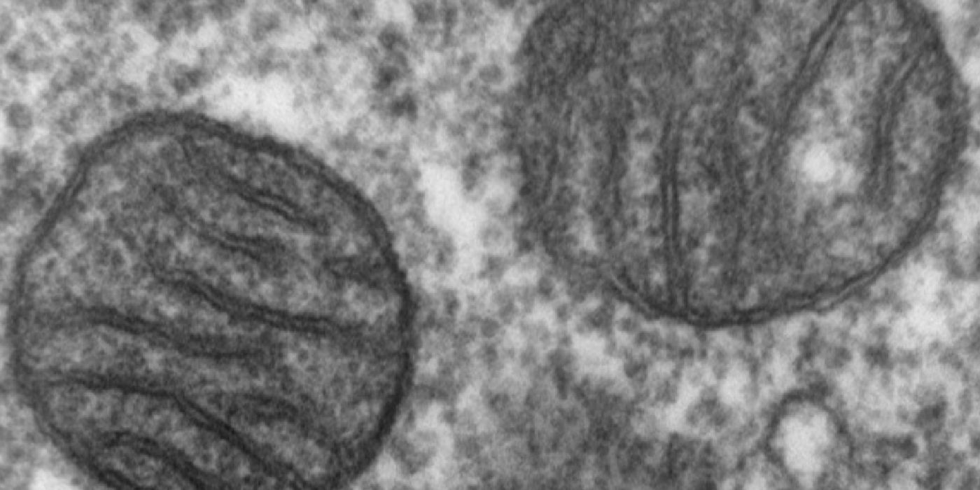 Electron microscopy of two mitochondria \\ Image credit: Wikipedia.org