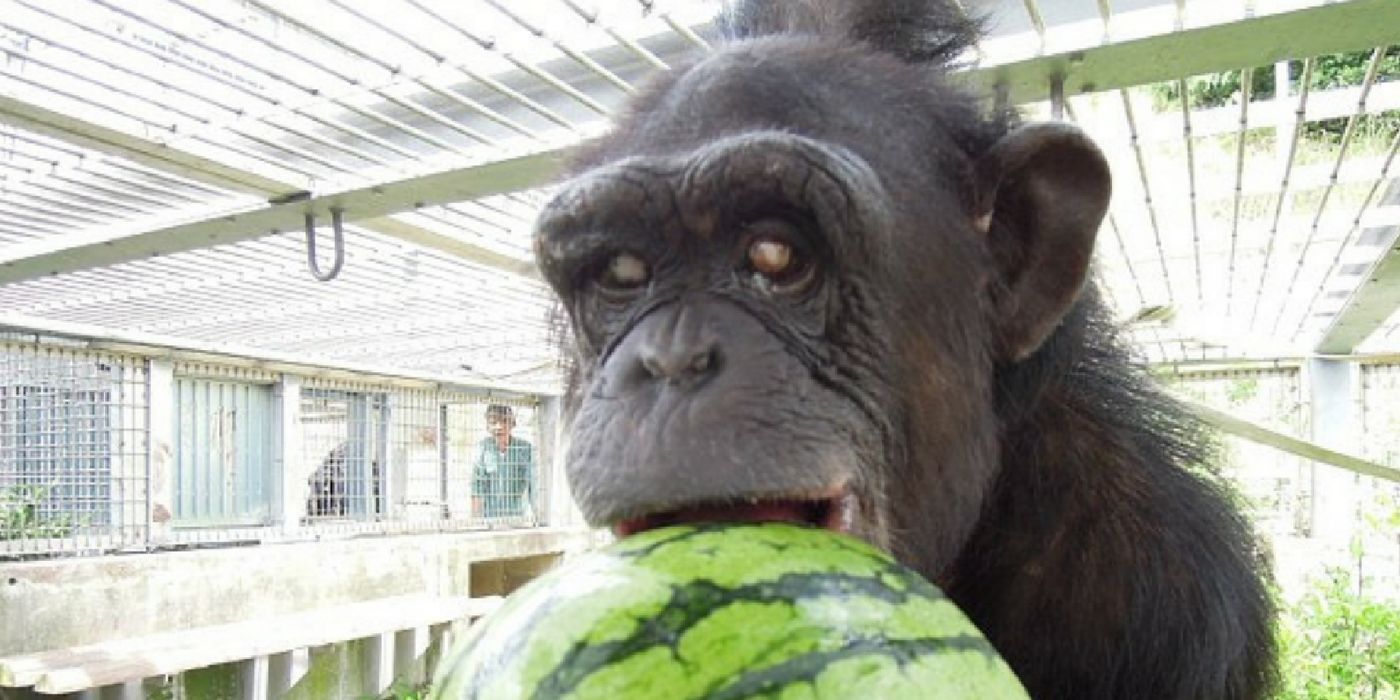 Image: Kanako at the Kumamoto Sanctuary 