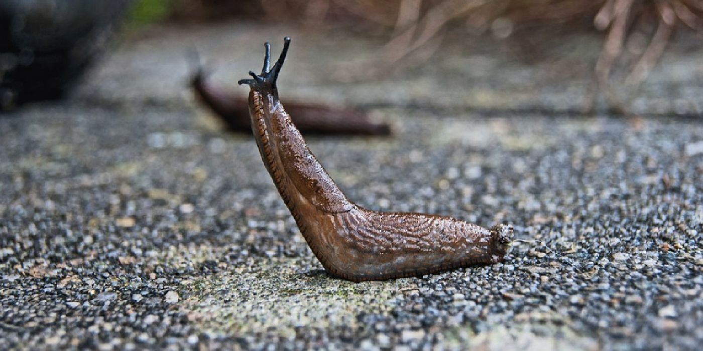 Slug slime inspires a new kind of surgical glue
