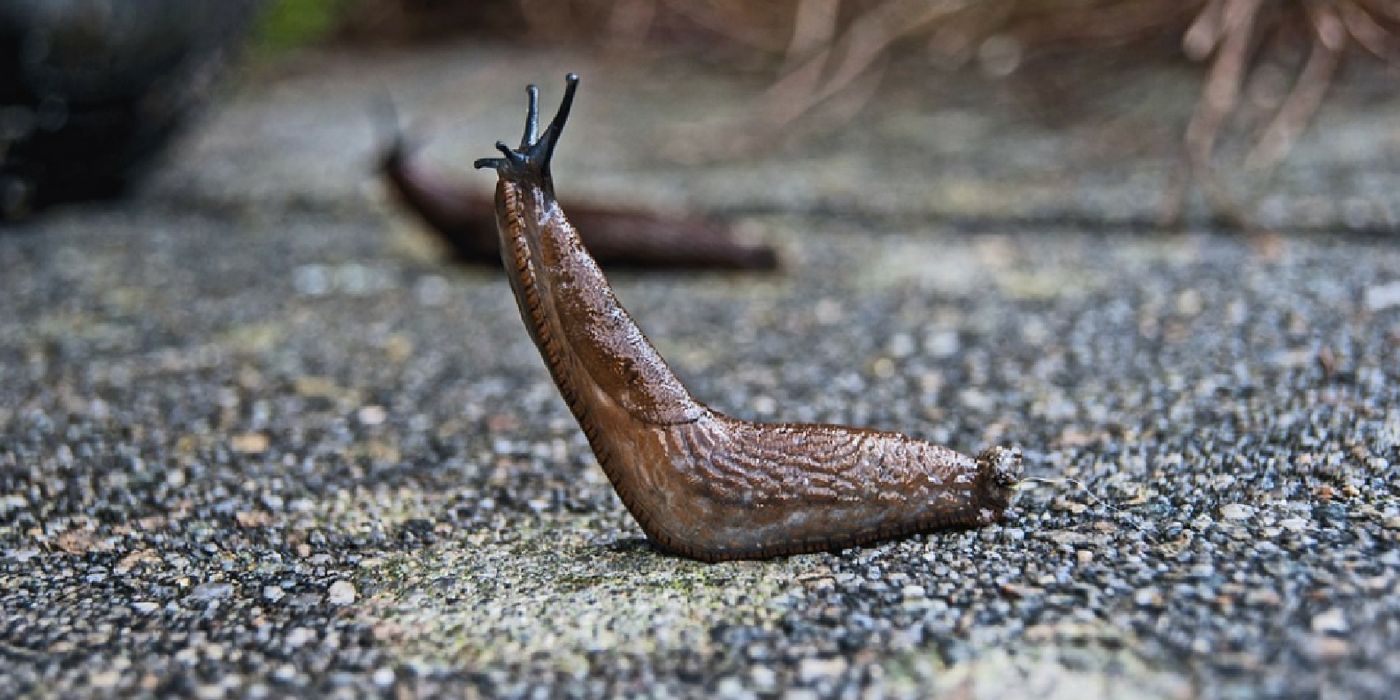 Slug slime inspires new kind of surgical glue