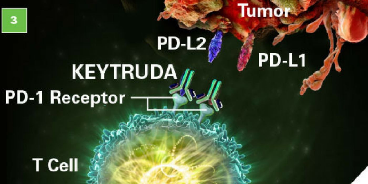 "KEYTRUDA binds to the PD-­1 receptor and blocks its interaction with PD-­L1 and PD-­L2, which helps restore the immune response." - Keytruda.com