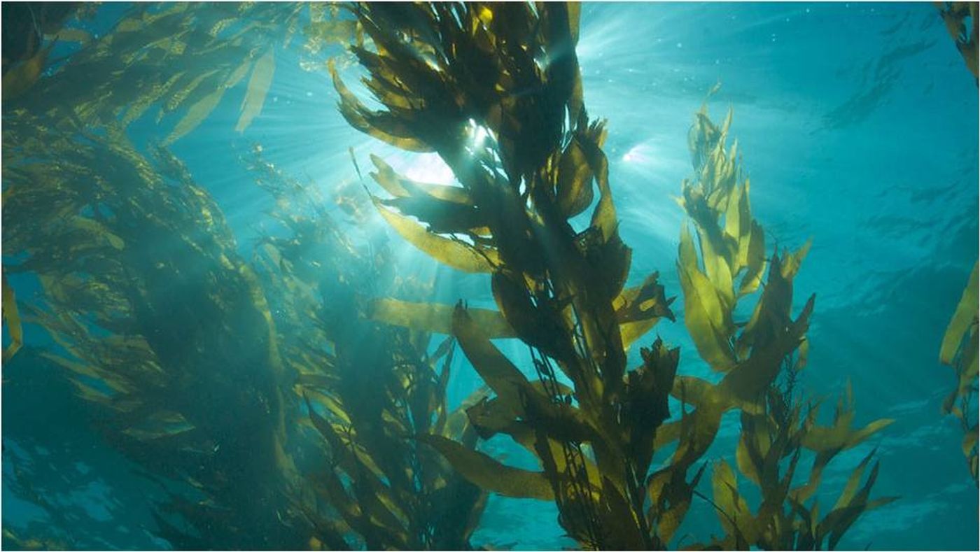Could seaweed capsules mean injection-free life for diabetics?