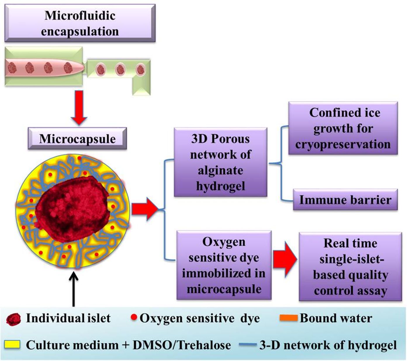 Schematic of the encapsulation process