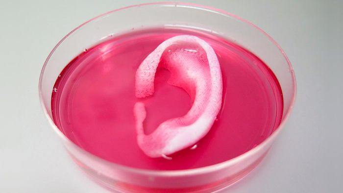 3D printed ear survives and thrives after implantation in mice