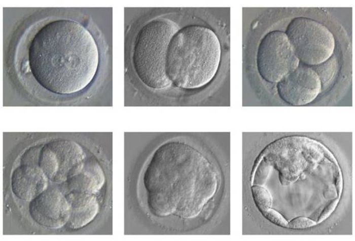 Embryonic development from single cell (top left) to blastocyst (bottom right).