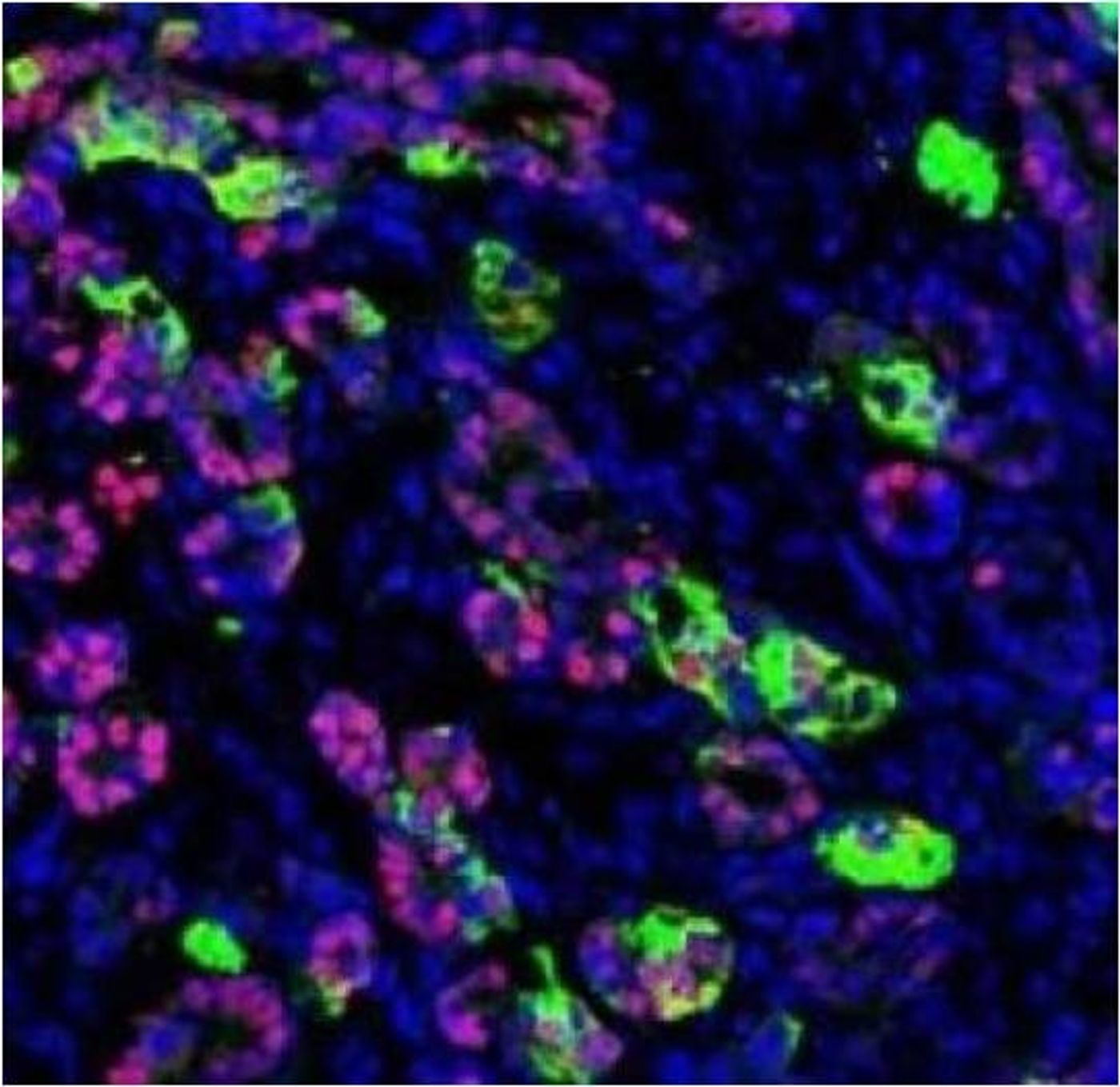 Beta-like cells transplanted into mice protect against diabetes.