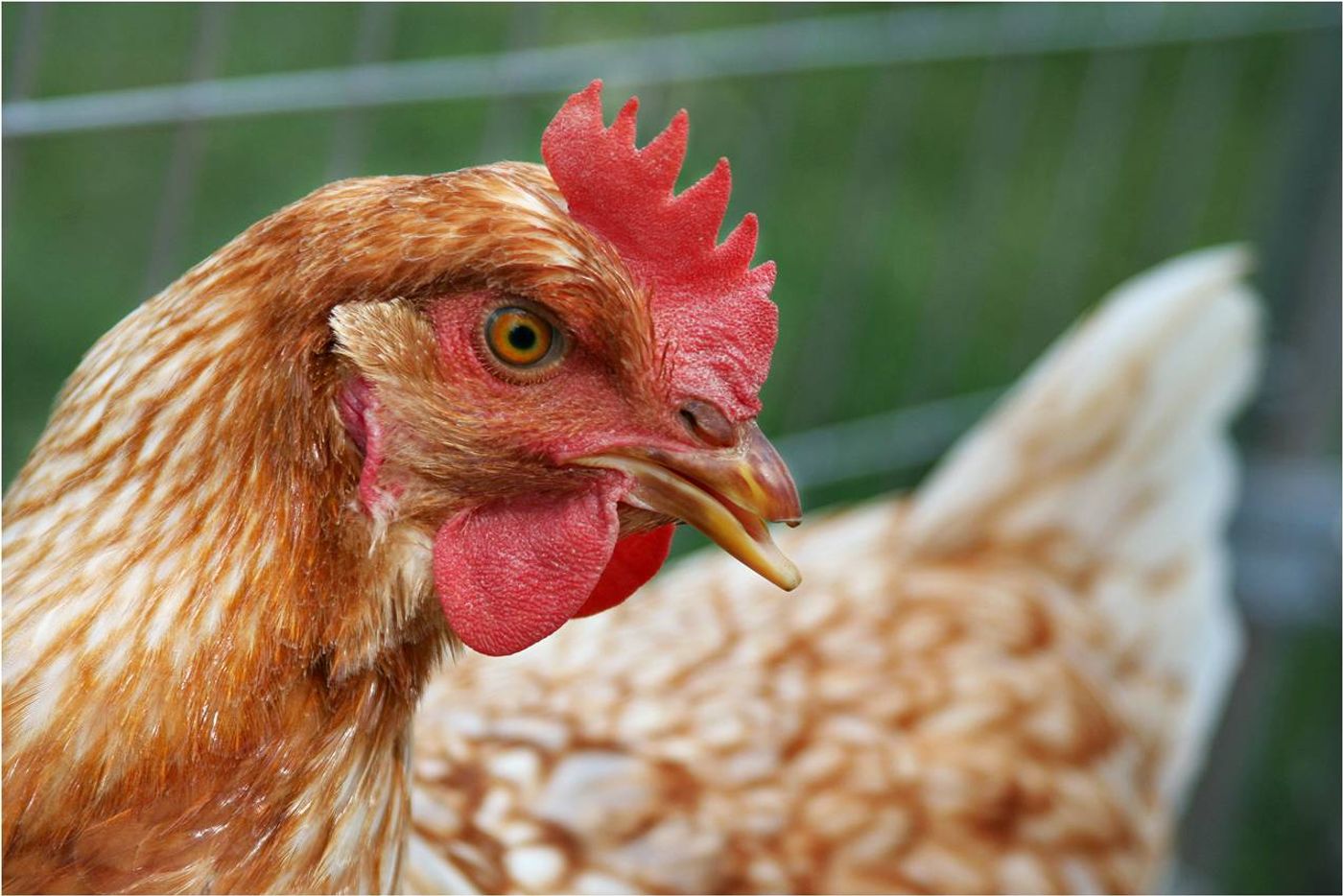 Chickens engineered to produce 'farmaceutical' drugs treat lysosomal disease.
