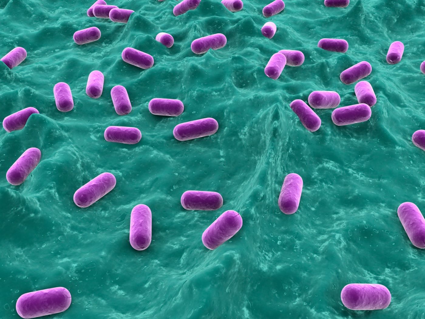 Lactobacillus johnsonii has anti-inflammatory properties that could reduce cancer risks