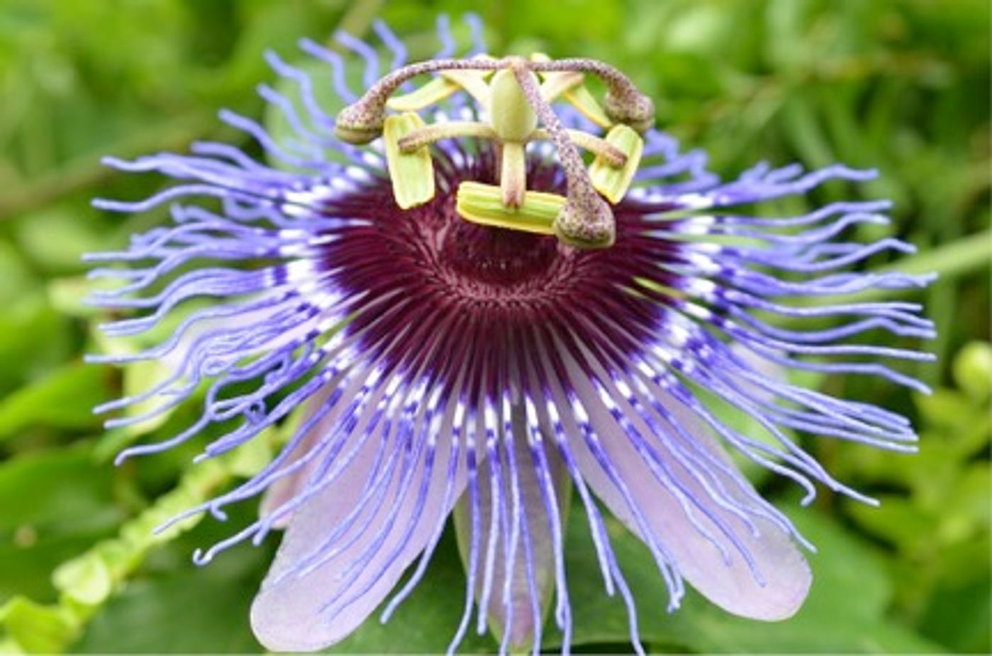 Extracts from the Passionflower delayed aging in yeast