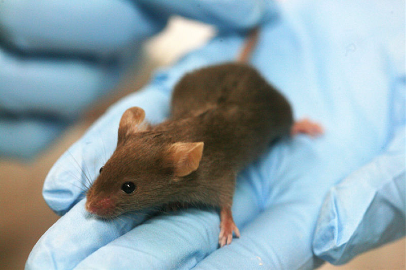 Open-source repository for mouse xenograft models 
