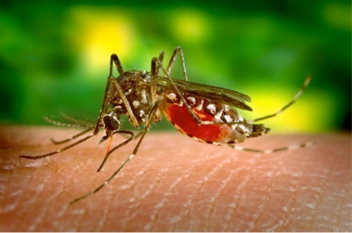 Mosquito-borne disease affecting millions has had no approved vaccine until now
