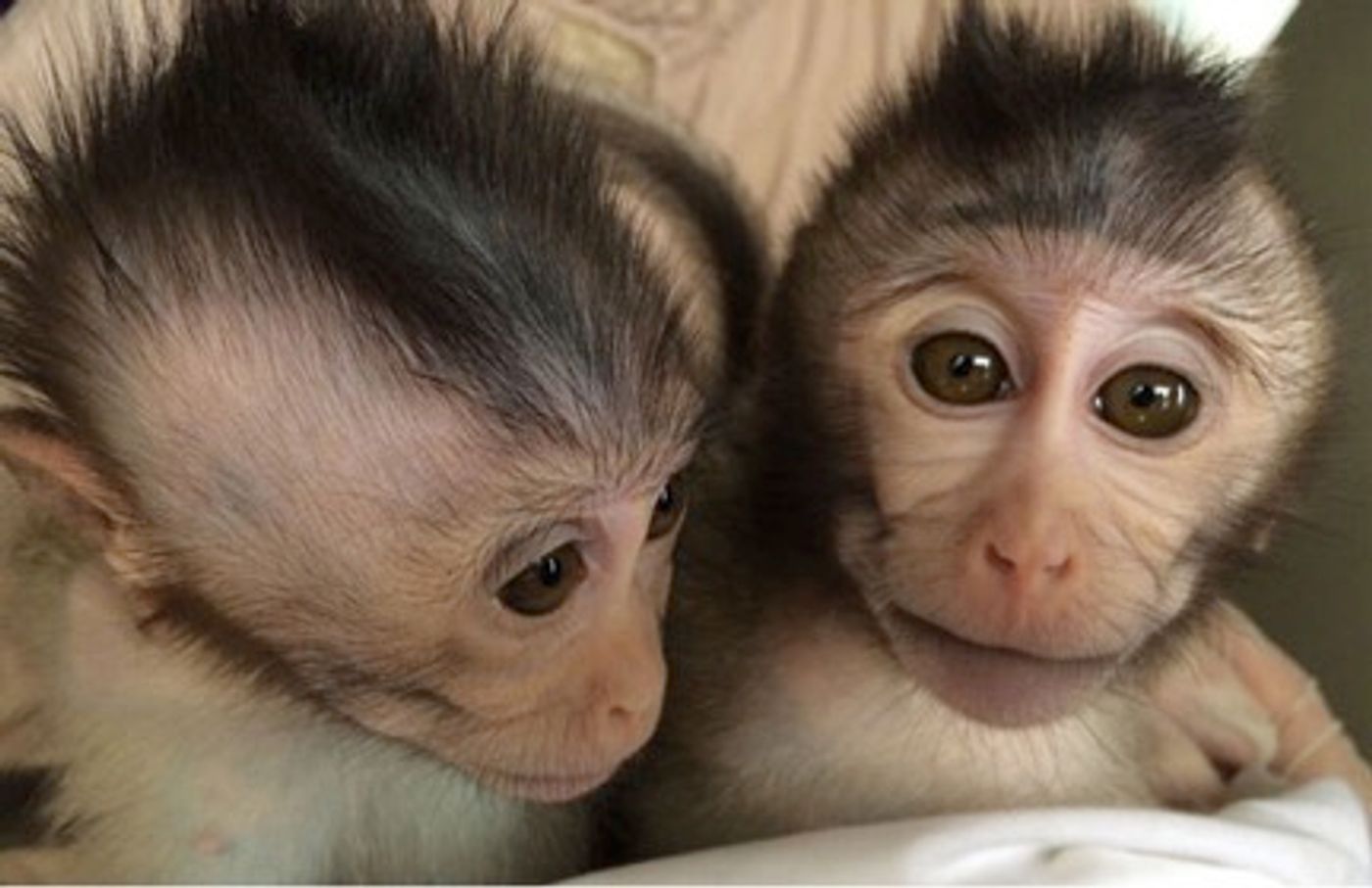 Macaque monkeys with extra copies of MECP2 gene show autism-like behaviors.