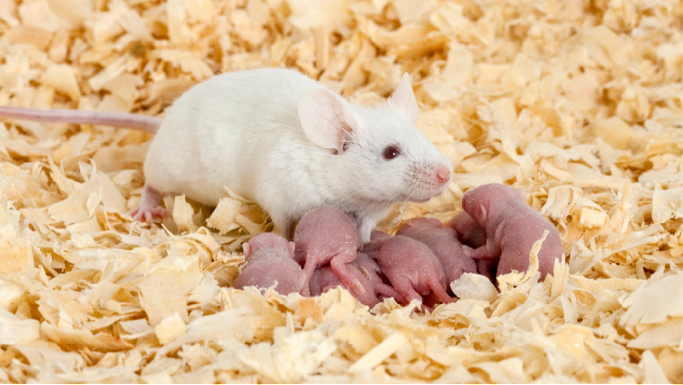 First 3D-printed ovary implants resulted in live births in mice