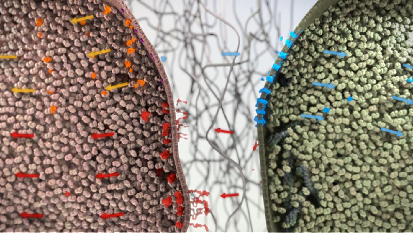 Communication between cancer cell (left) and healthy cell (right)