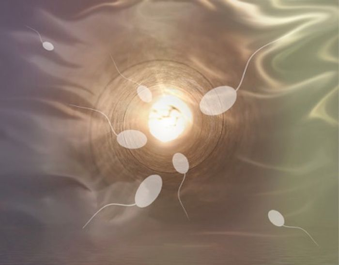 New method grows sperm in a dish