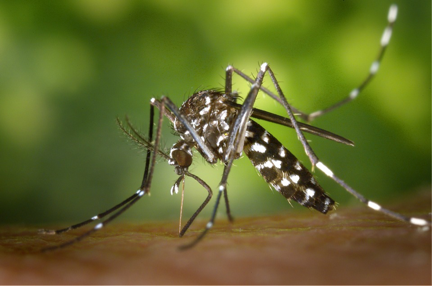 Malaria resistance 'unable to spread'