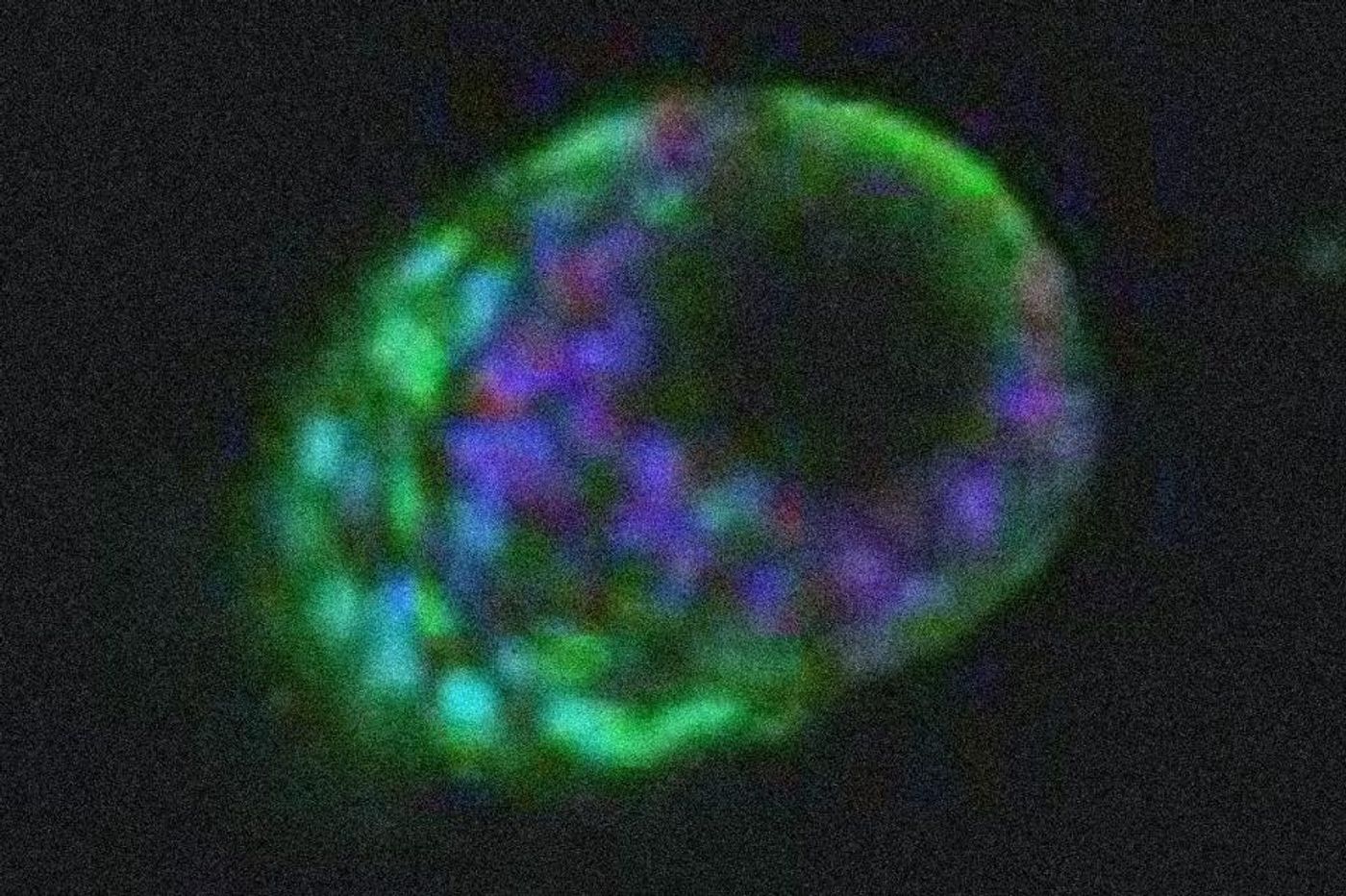 Mammary organoid | Image: Jarde et al / Nature Communications