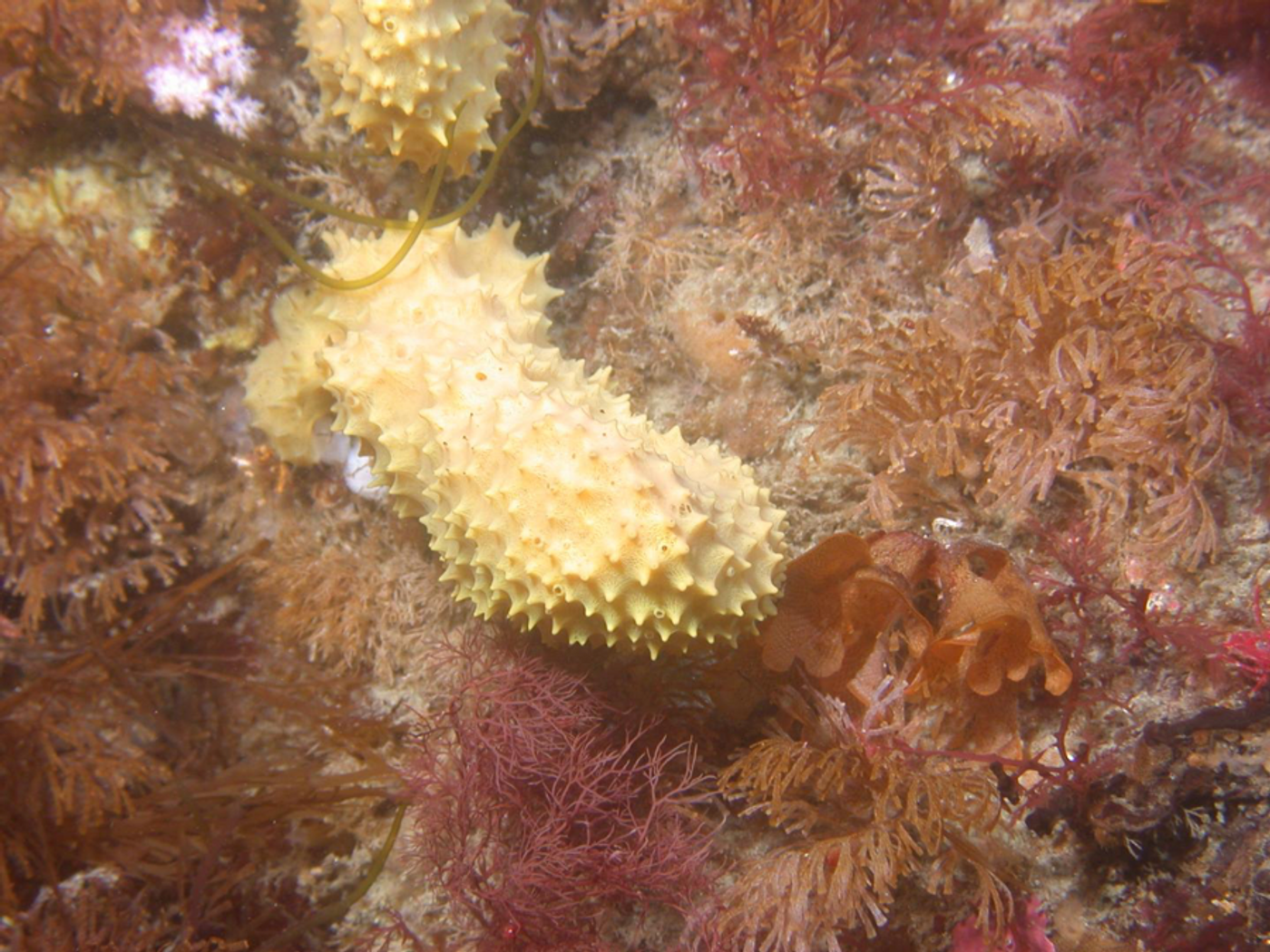 New compound in arctic sponge can kill MRSA