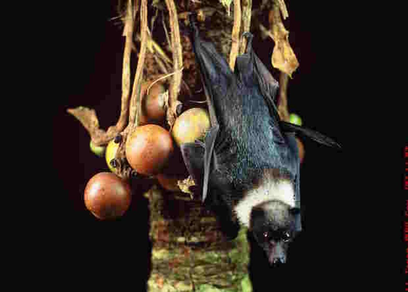 The Chamorro's diet of cycad seeds and flying foxes also contains a deadly neurotoxin.