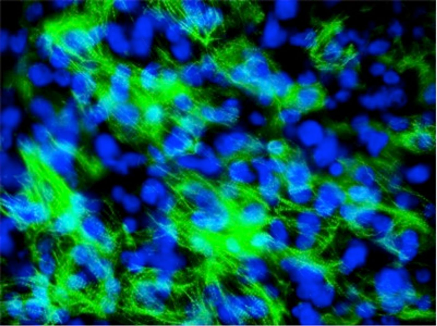 Electrically "trained" human cardiomyocytes